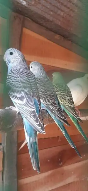 Love Birds