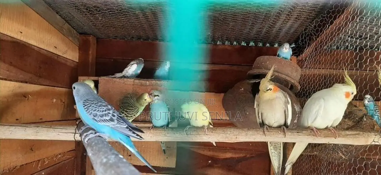 Love Birds