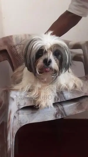 Shih Tzu Puppy