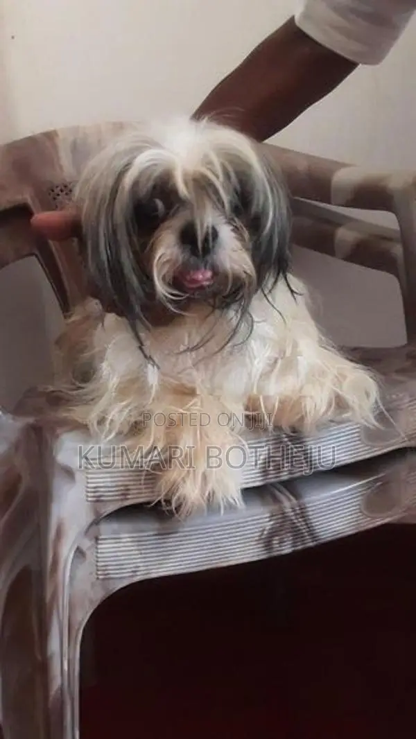 Shih Tzu Puppy