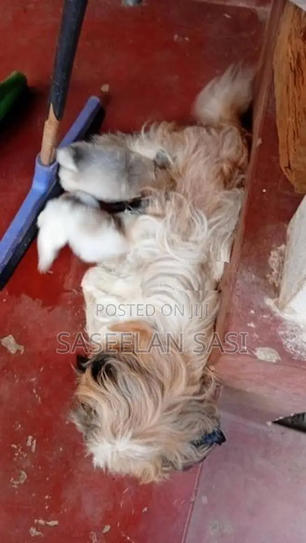 Shih Tzu Puppy