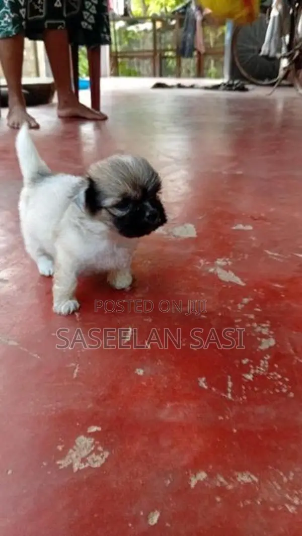 Shih Tzu Puppy