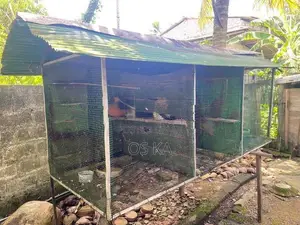 Bird Cage