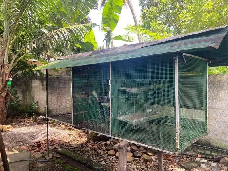 Bird Cage