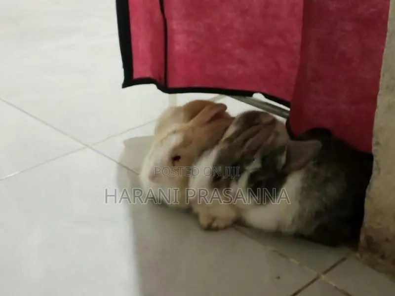 Rabbits