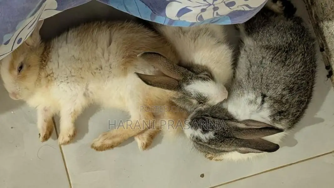 Rabbits