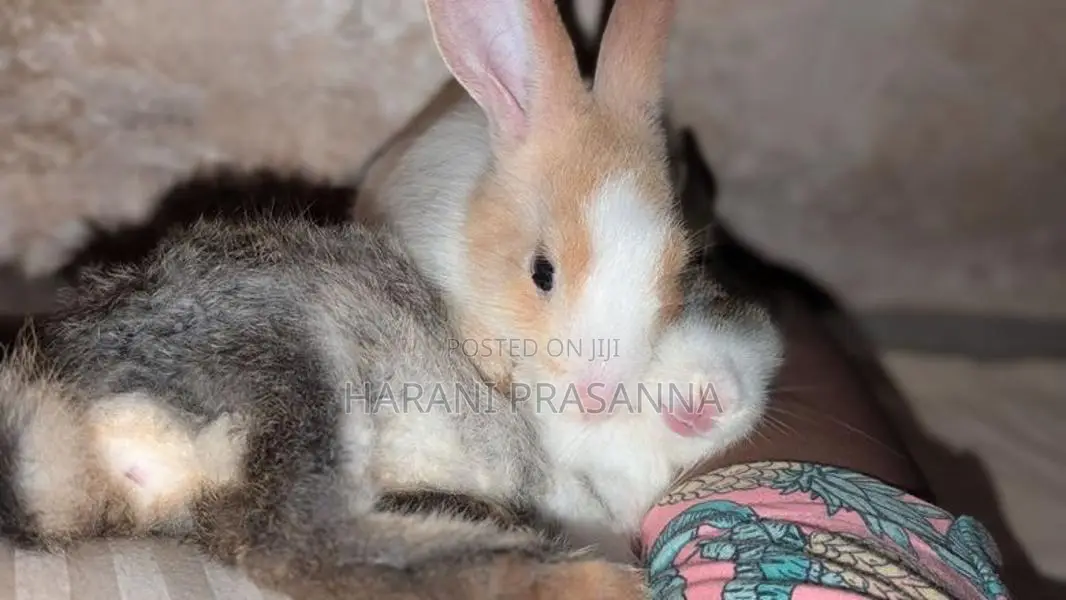 Rabbits