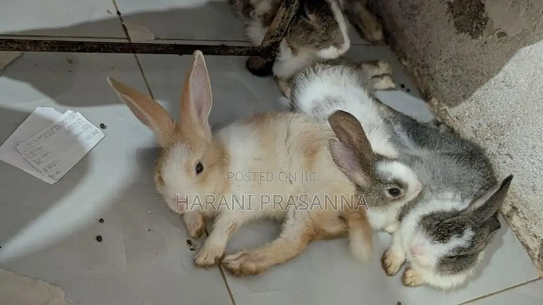 Rabbits