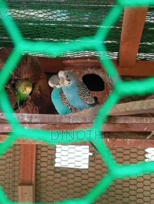 Love Birds