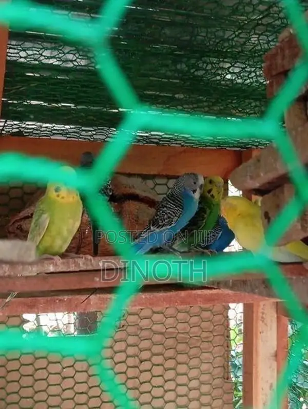 Love Birds