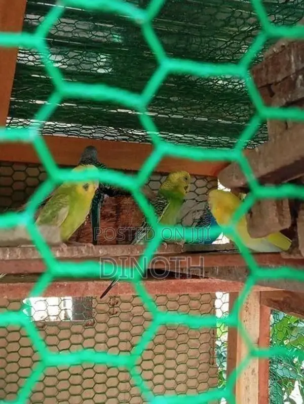 Love Birds