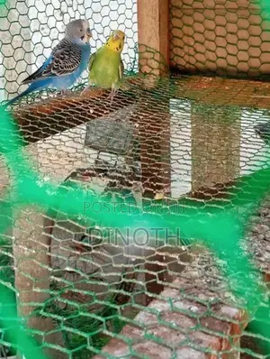 Love Birds
