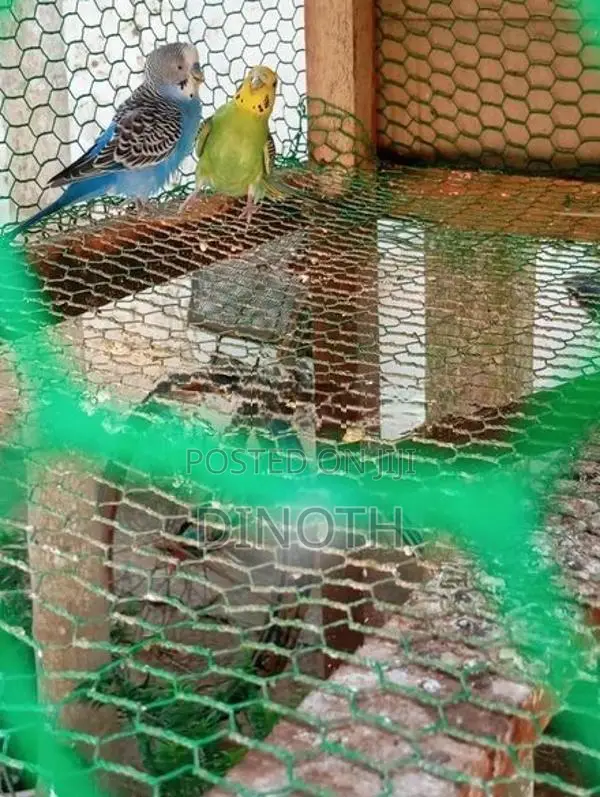 Love Birds