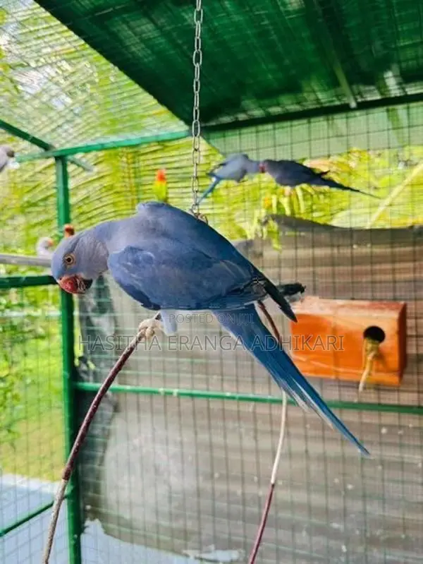 Ringneck Bird