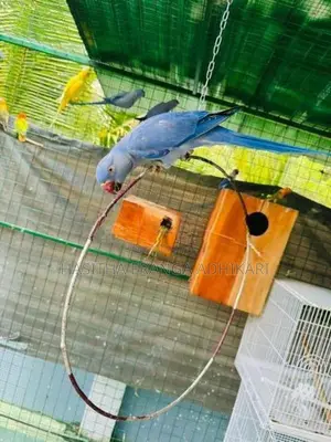 Ringneck Bird