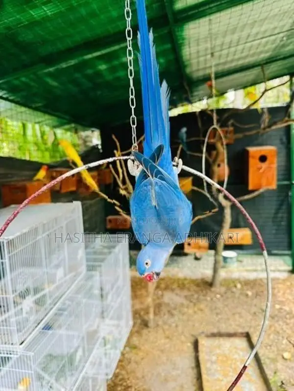 Ringneck Bird