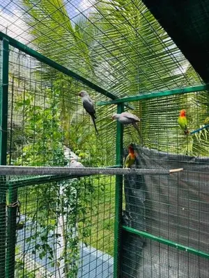 Ringneck Bird