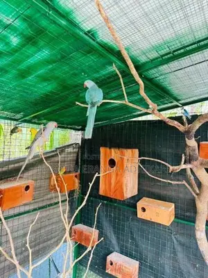Ringneck Bird