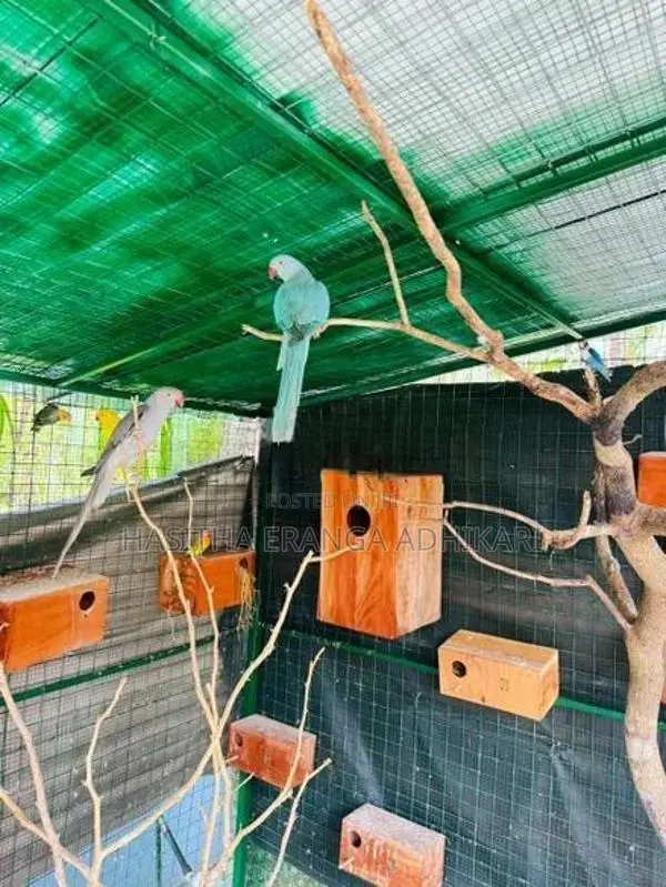 Ringneck Bird