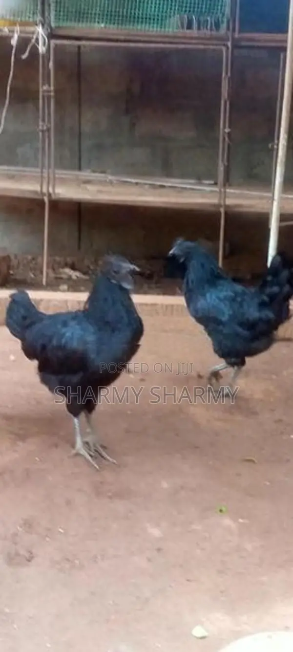 Karunkoli
