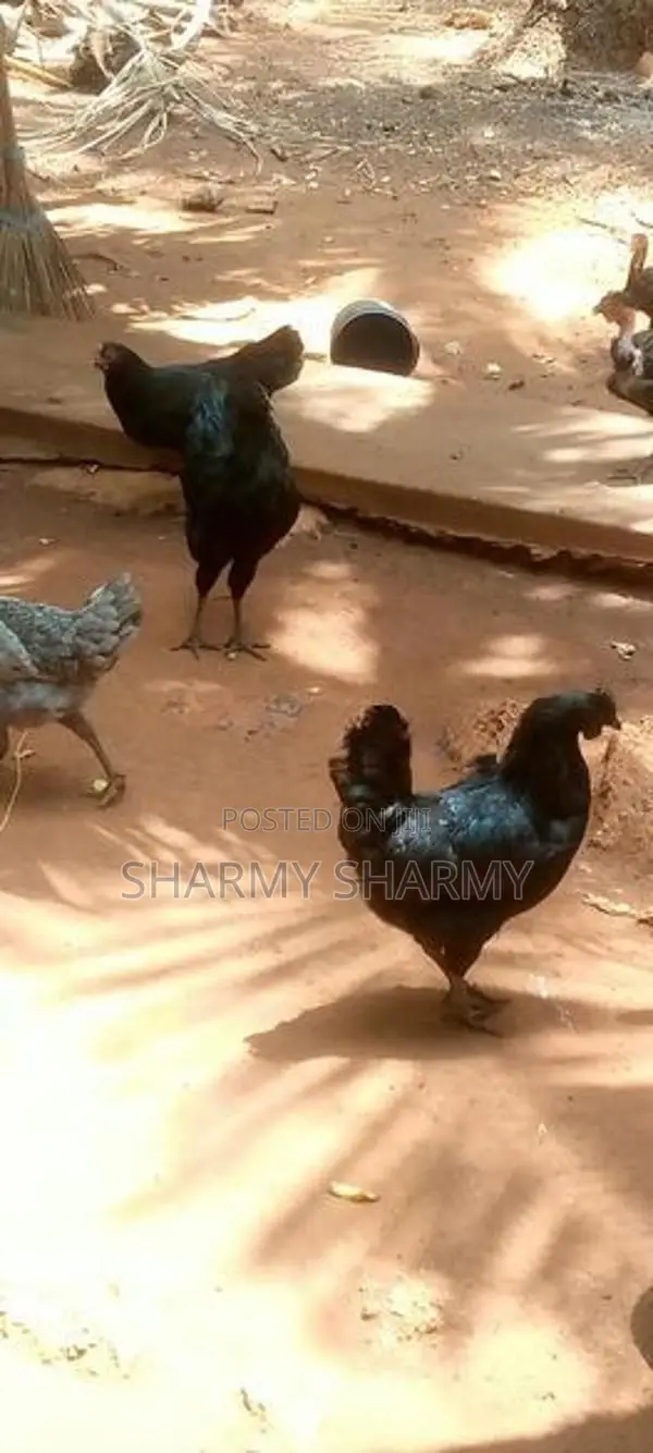 Karunkoli