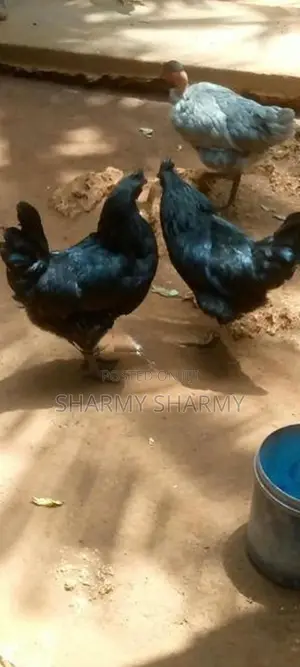 Karunkoli