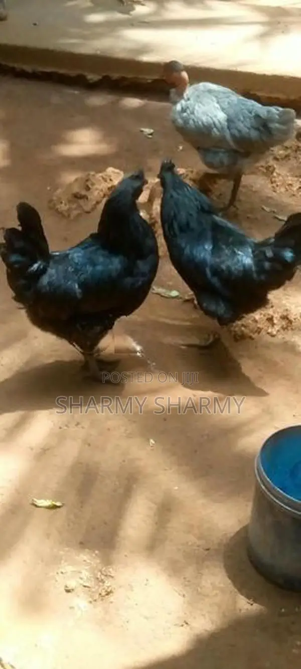 Karunkoli