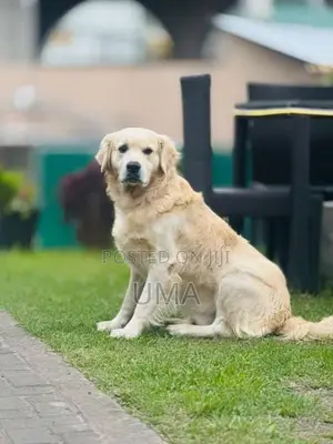English Cream Golden Retriever Puppy