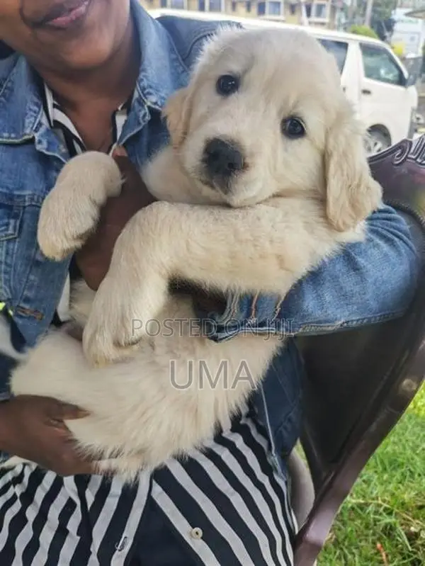 English Cream Golden Retriever Puppy