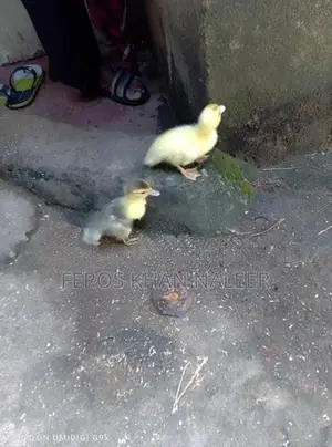 Ducklings