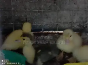Ducklings