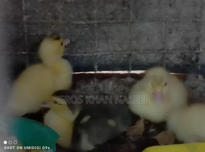 Ducklings