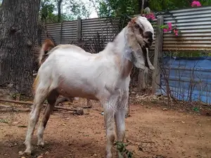 Farm Goat