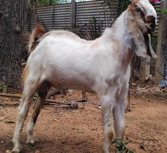 Farm Goat