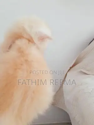 Persian Ginger Kitten (1month)