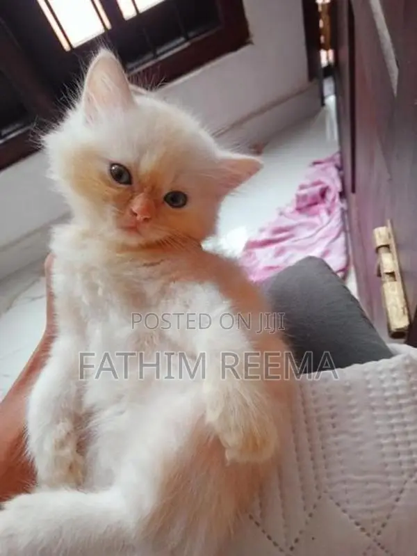 Persian Ginger Kitten (1month)