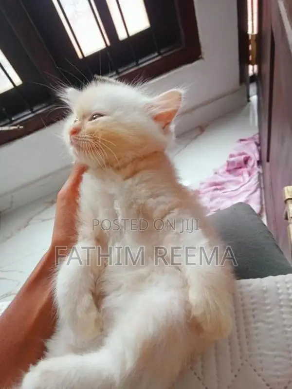 Persian Ginger Kitten (1month)