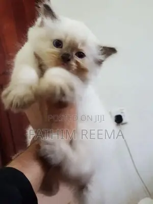 Persian Ginger Kitten (1month)