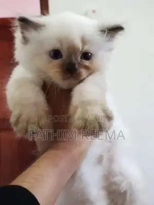 Persian Ginger Kitten (1month)