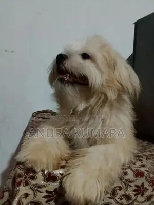 Shitzu Dog