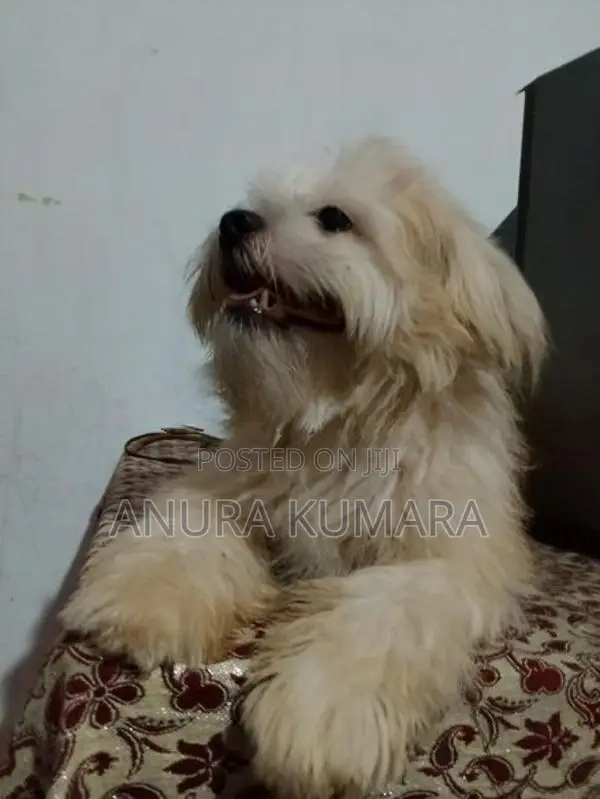 Shitzu Dog