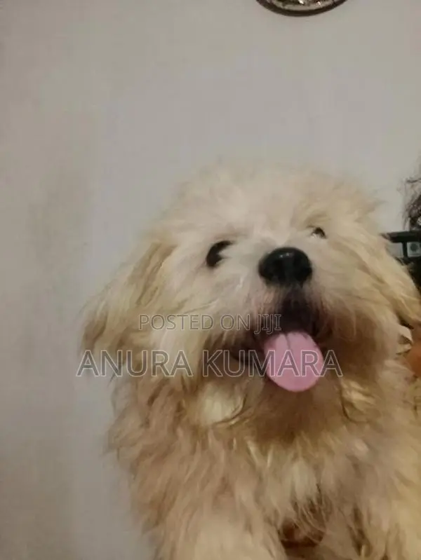 Shitzu Dog