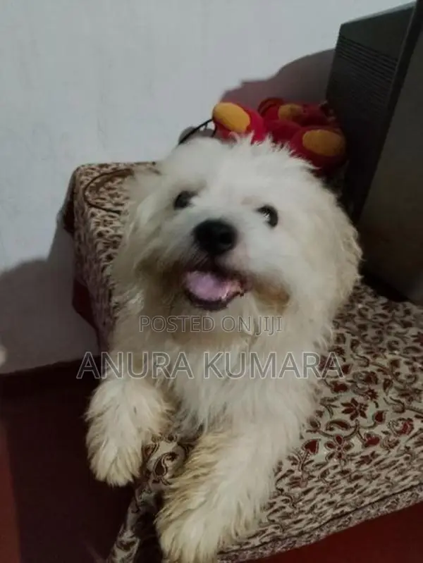 Shitzu Dog