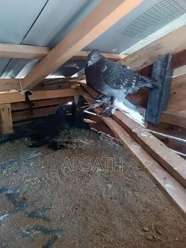 Pigeons