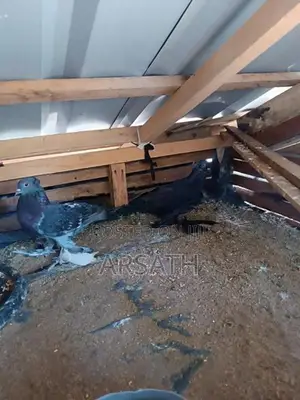 Pigeons