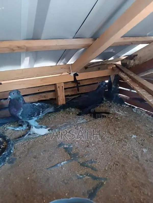 Pigeons