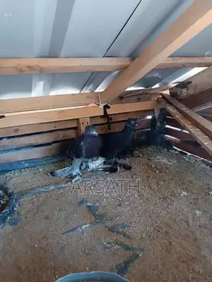 Pigeons