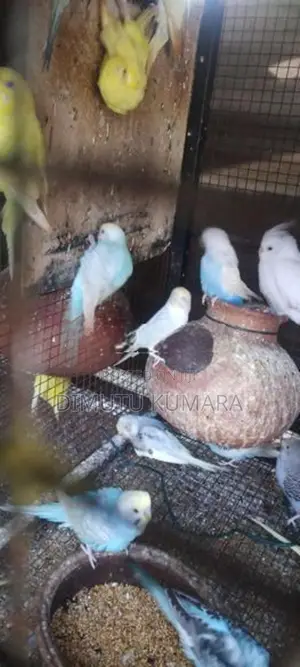 Spangal Love