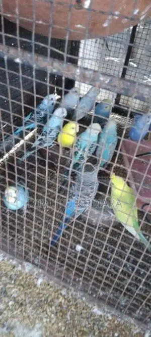 Spangal Love