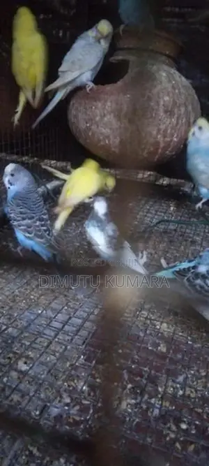 Spangal Love